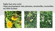 Ερευνούμε τι υπάρχει στην αυλή Έρευνα στην αυλή μέσω της λήψης φωτογραφιών