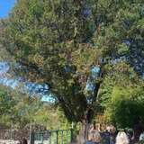 Ο ΚΑΣΤΑΝΙΩΝΑΣ ΤΗΣ ΑΓΙΑΣΟΥ